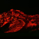 Illustration for article titled These new species of biofluorescent fish are beautifully strange